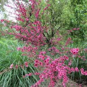 Leptospermum Nanum Kiwi