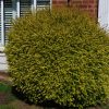 Lonicera Periclymenum 'Belgica'
