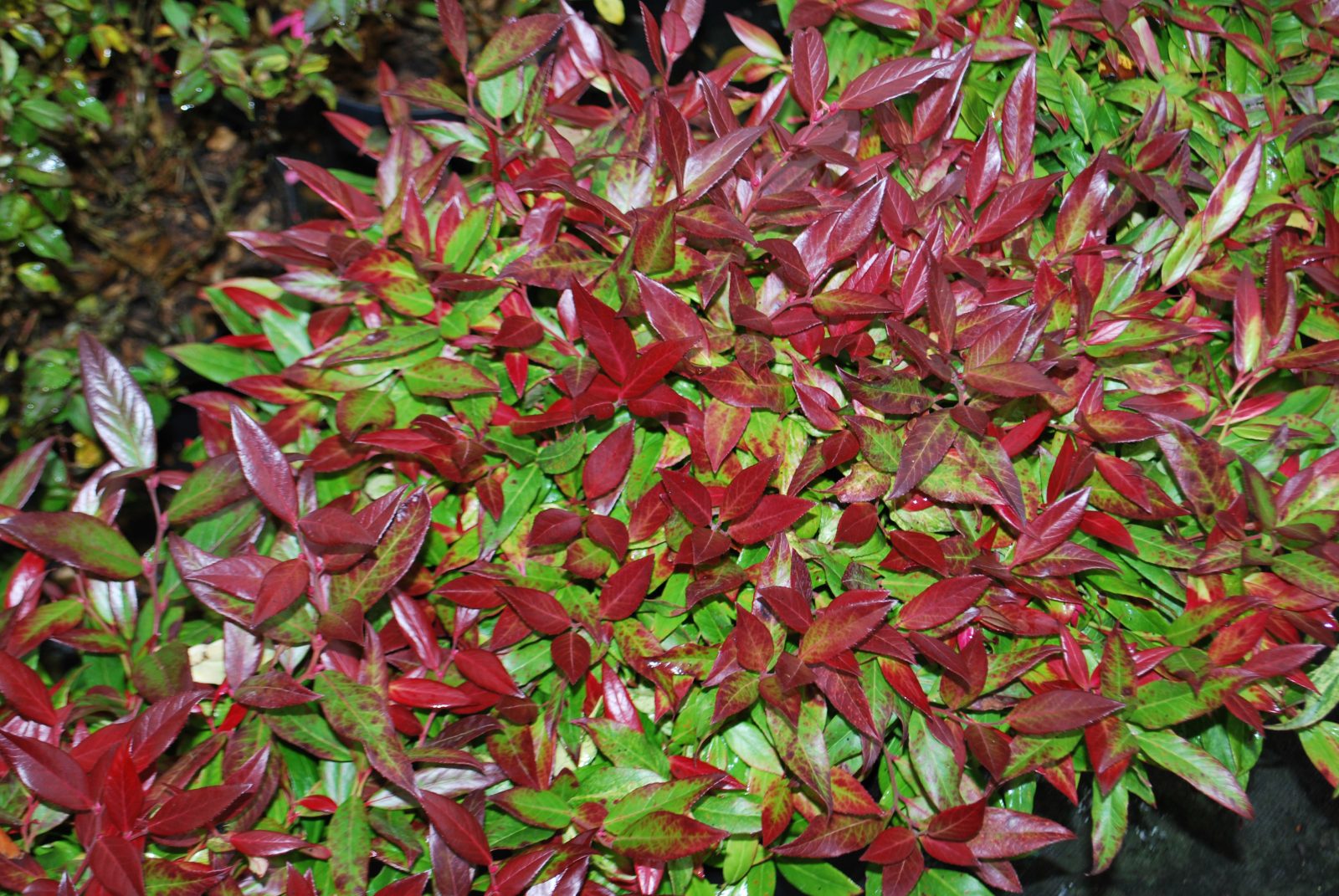 Leucothoe Scarletta 2 Leucothoe Scarletta