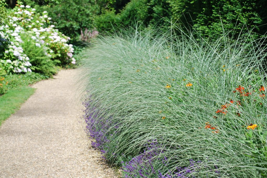 Using large grasses as alternative hedging - Let's Go Planting