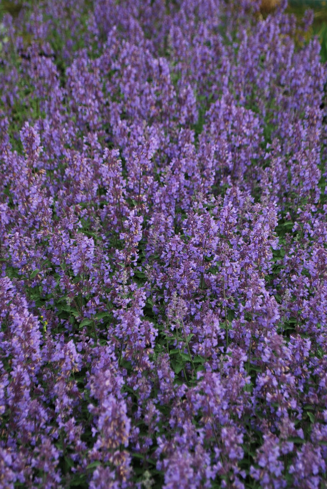 Nepeta Racemosa Walkers Low 1 Nepeta Racemosa Walkers Low