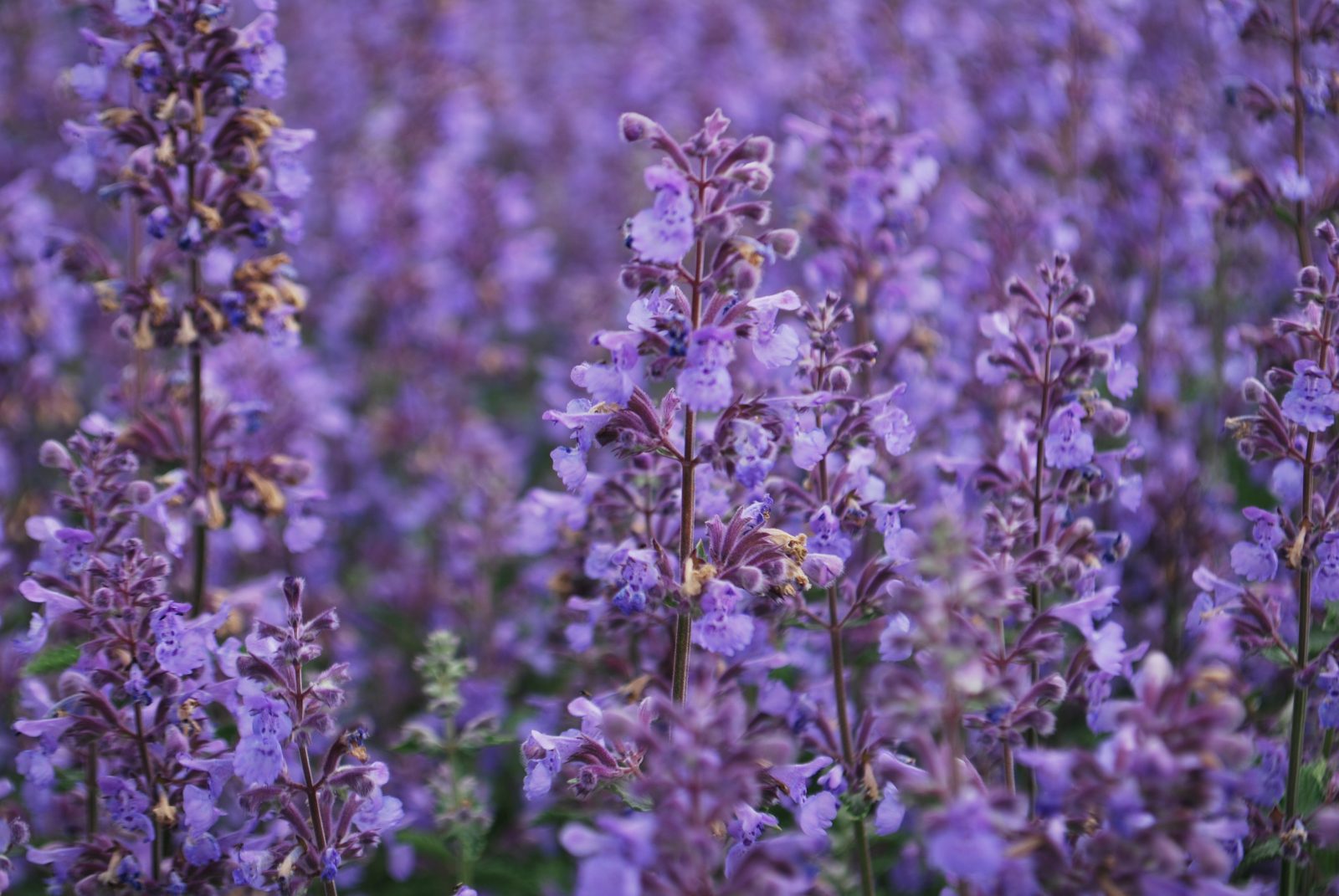 Nepeta Walkers Low. Perennials for Sale. Letsgoplanting.co.uk