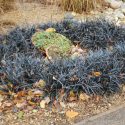 Ophiopogon Planiscapus 'Nigrescens'