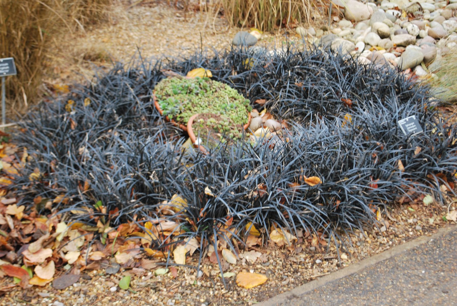 Ophiopogon Planiscapus 'Nigrescens'