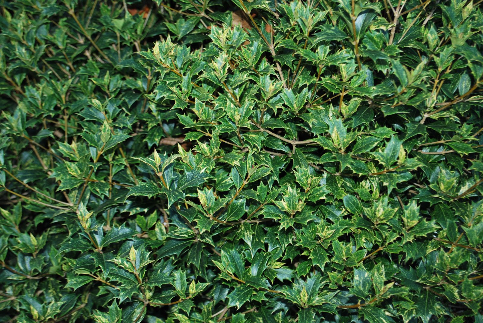 Osmanthus Goshiki Tricolor 3 Osmanthus Goshiki Tricolor