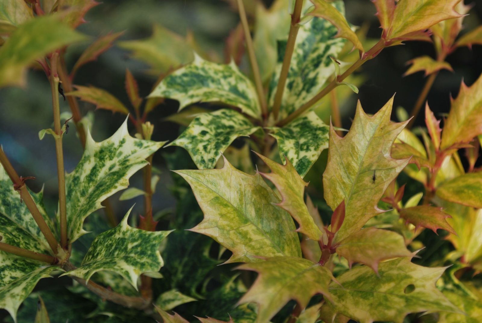 Osmanthus Goshiki Tricolor 2 Osmanthus Goshiki Tricolor