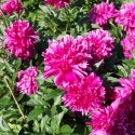 Paeonia Lactiflora 'Karl Rosenfield'