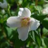 Philadelphus Beauclerk