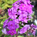 Phlox Paniculata Laura