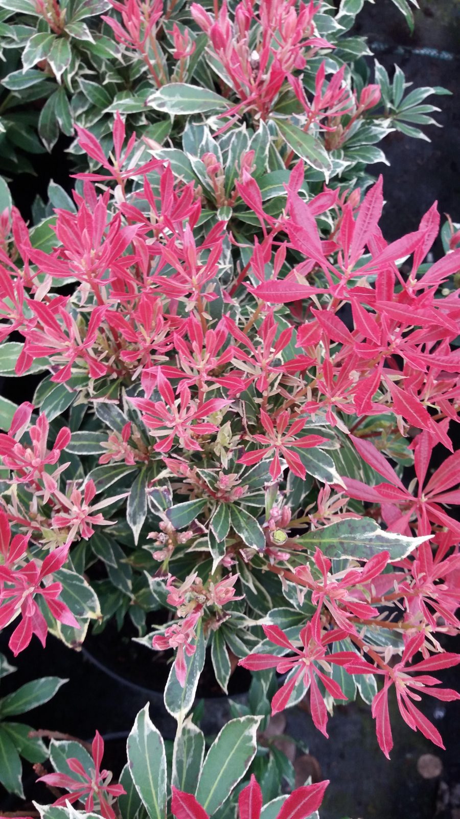 Pieris Japonica Carnival 1 Pieris Japonica Carnival