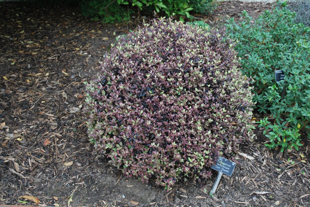 Pittosporum Tenuifolium Tom Thumb