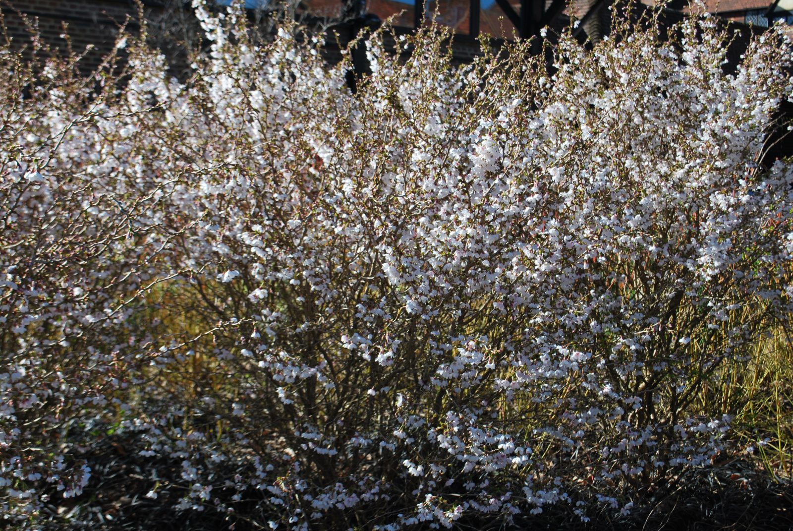 Prunus Kojo No Mai 2 Prunus Kojo No Mai