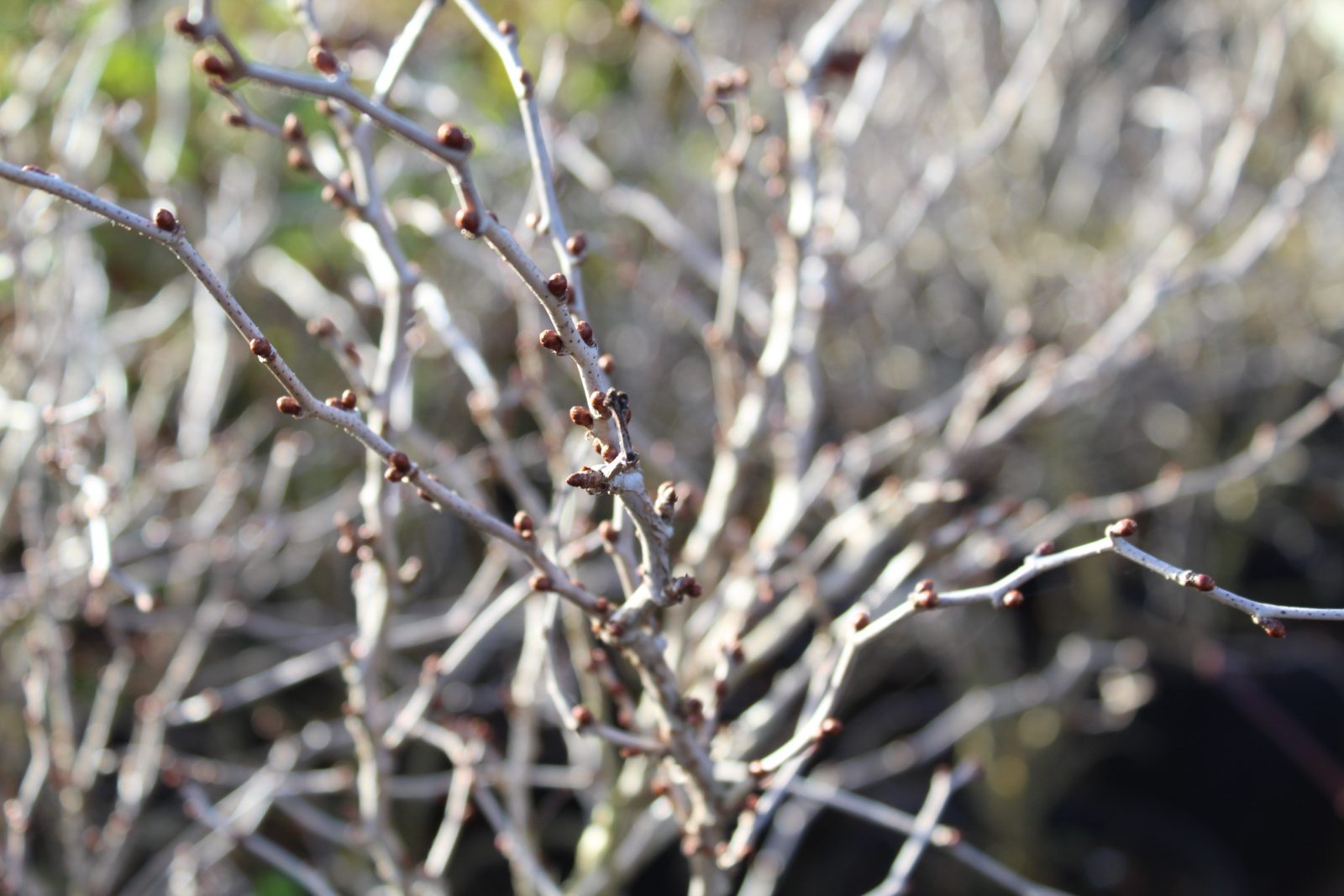 Prunus Kojo No Mai 3 Prunus Kojo No Mai