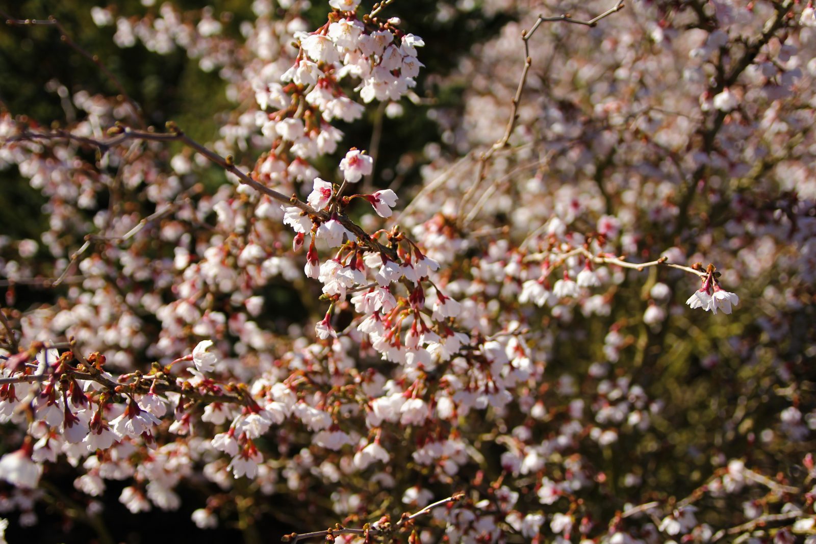 Prunus Kojo No Mai 5 Prunus Kojo No Mai