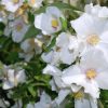 Philadelphus Beauclerk