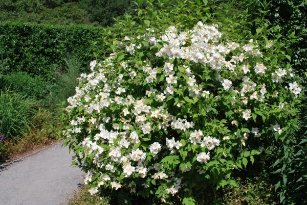 Philadelphus Beauclerk