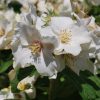Philadelphus Beauclerk