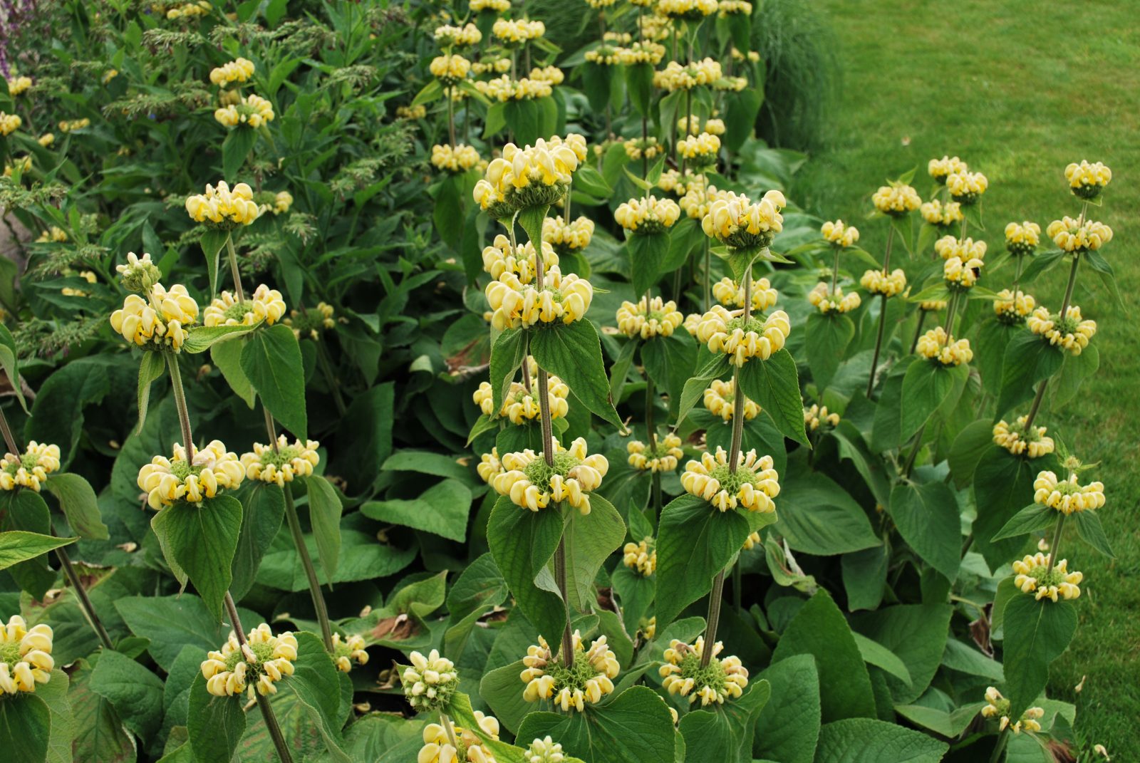 Phlomis Russeliana 1 Phlomis Russeliana