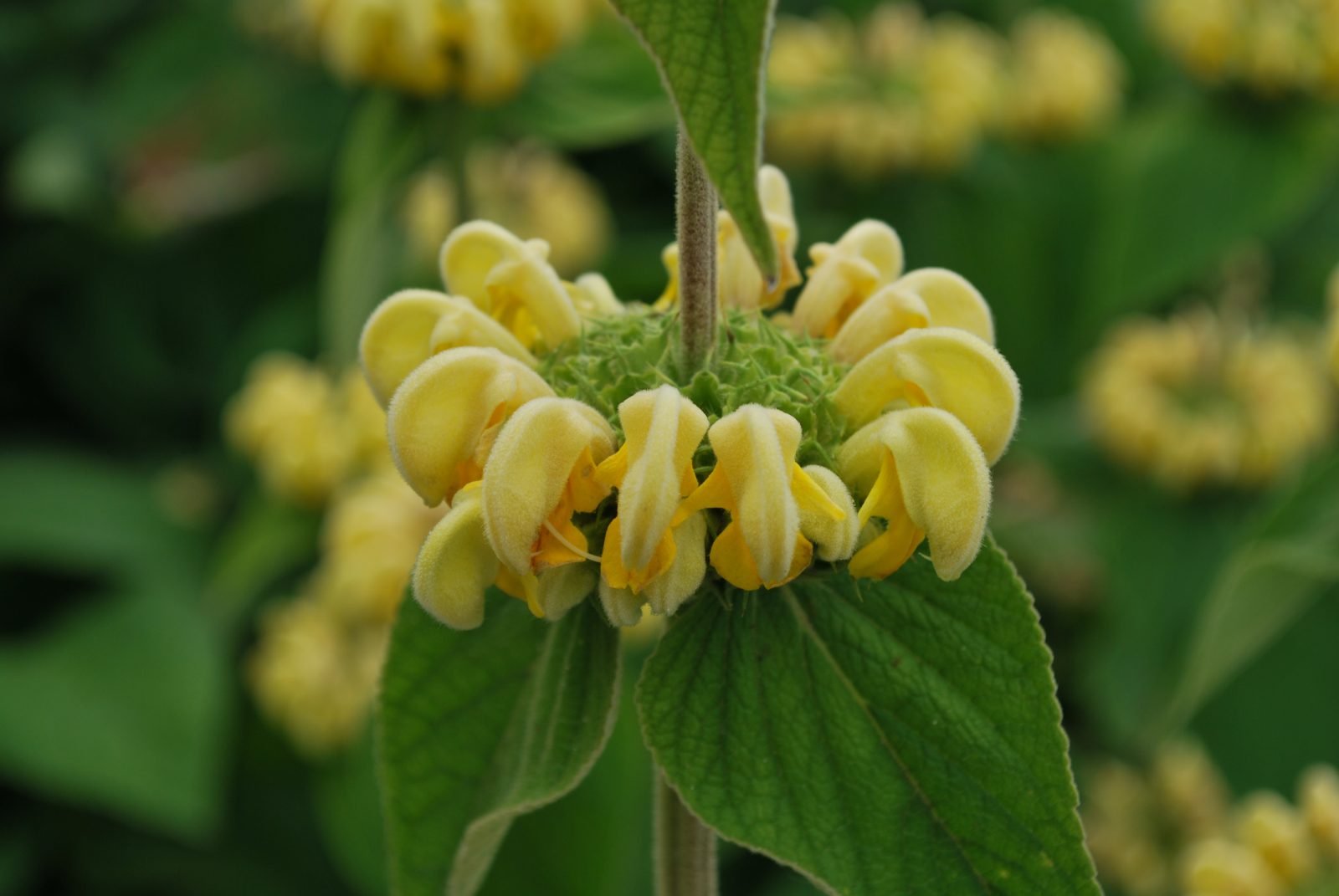 Phlomis Russeliana 2 Phlomis Russeliana