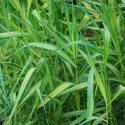 Phragmites Australis Variegata