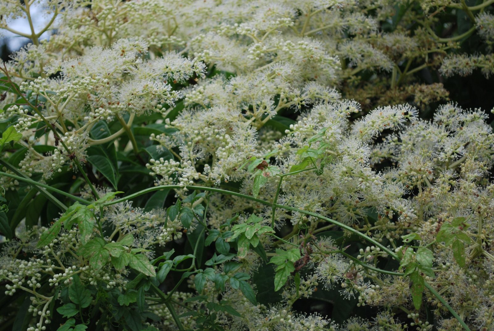 Pileostegia Viburnoides 2 Pileostegia Viburnoides
