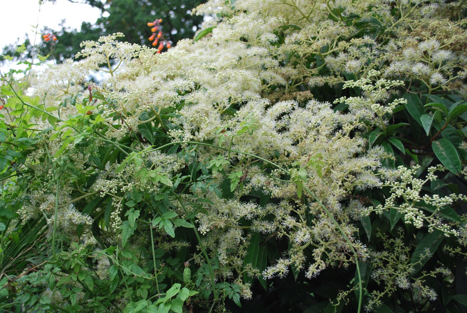 Pileostegia Viburnoides 1 Pileostegia Viburnoides