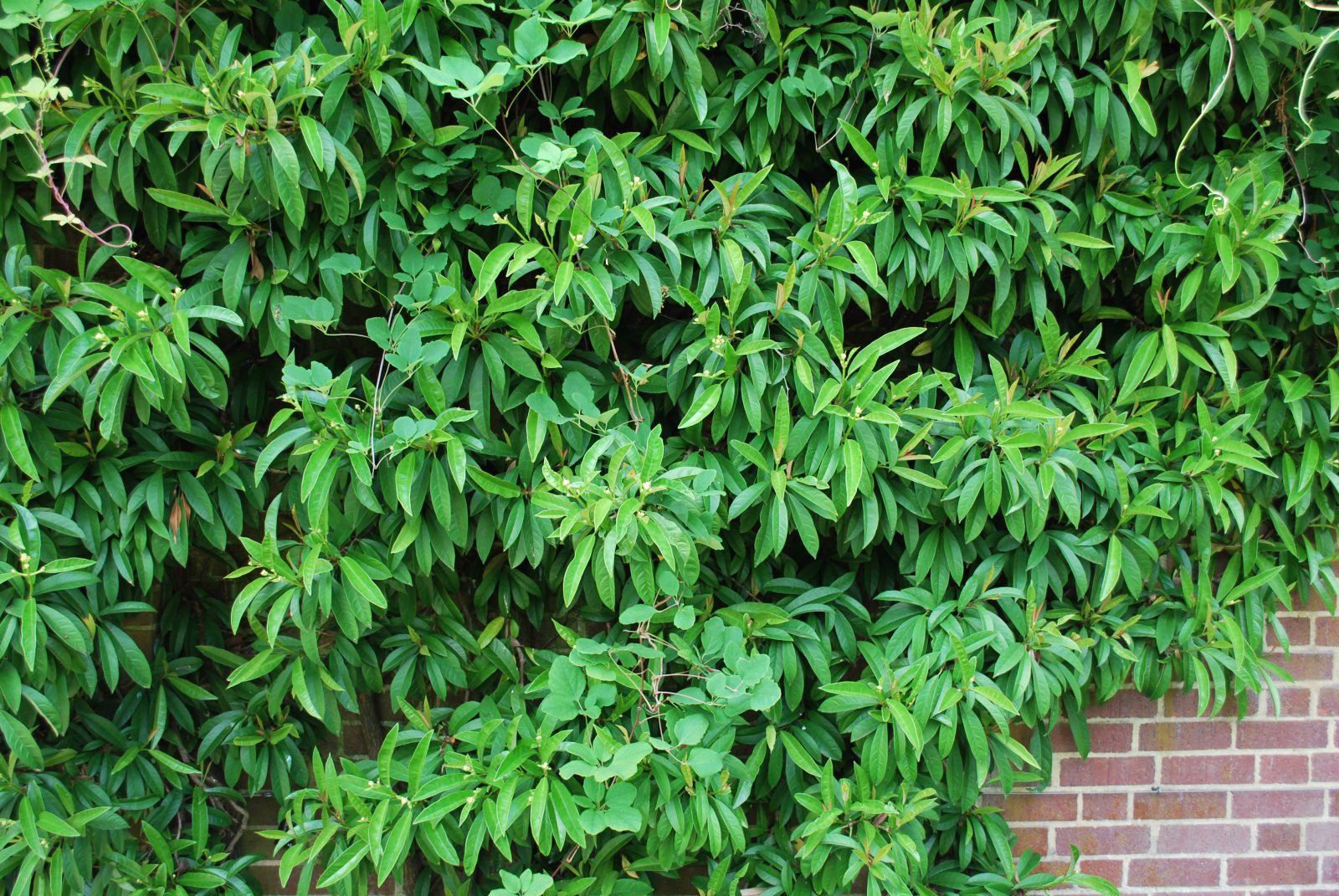 Pileostegia Viburnoides 3 Pileostegia Viburnoides