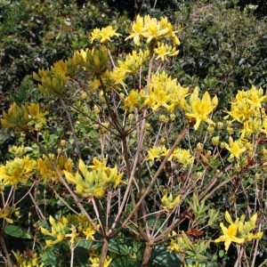Rhododendron Luteum
