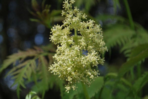 Sambucus Racemosa 'Sutherland Gold'