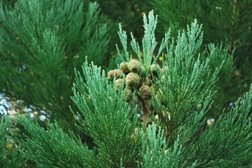 Sequoiadendron Giganteum (Specimen) – 15-20 Litre