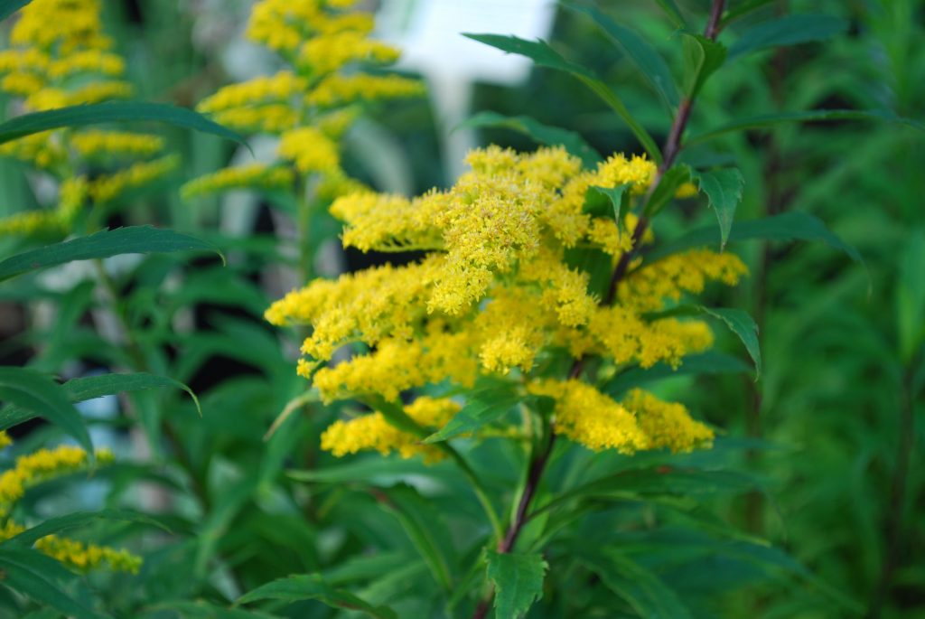 Solidago Goldkind