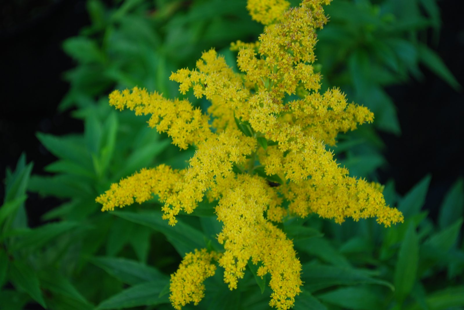 SOLIDAGO GOLDKIND