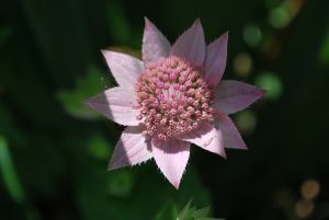 ASTRANTIA MAXIMA