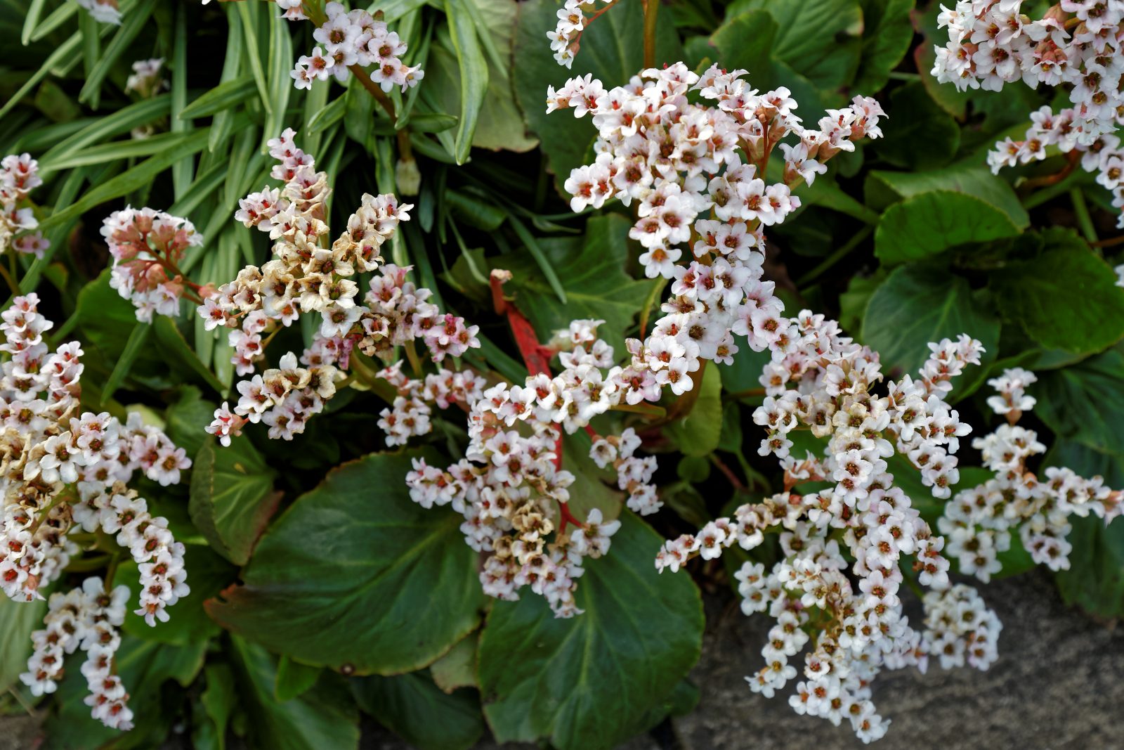 Bergenia Bressingham White 2 Bergenia Bressingham White
