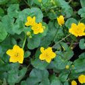 Caltha Palustris