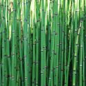 Equisetum Camtschatcense