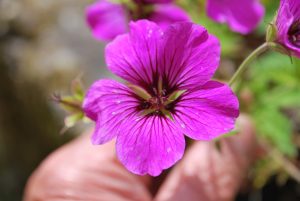 Geranium Psilostemon