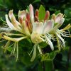 Lonicera Periclymenum 'Belgica'
