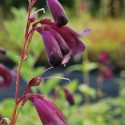 Penstemon Blackbird