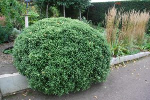 Pittosporum Tenuifolium Golf Ball