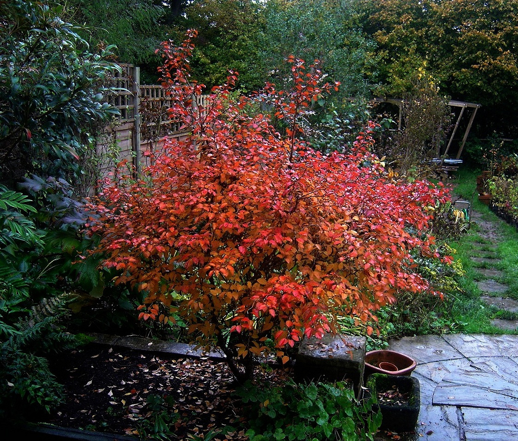 Prunus Kojo No Mai 4 Prunus Kojo No Mai