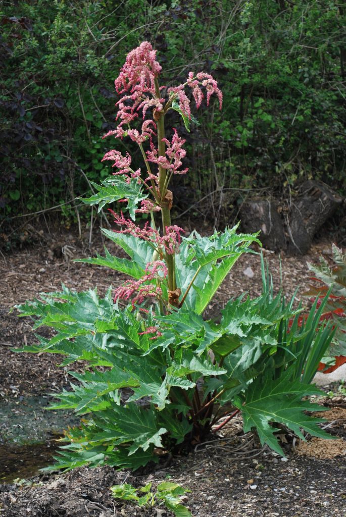 Rheum Palmatum. Chinese Rhubarb. Plants for Sale. Letsgoplanting.co.uk