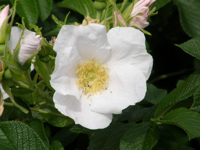 Rosa Rugosa Alba. Shrubs for Sale UK. Letsgoplanting.co.uk