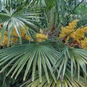 TRACHYCARPUS FORTUNEI