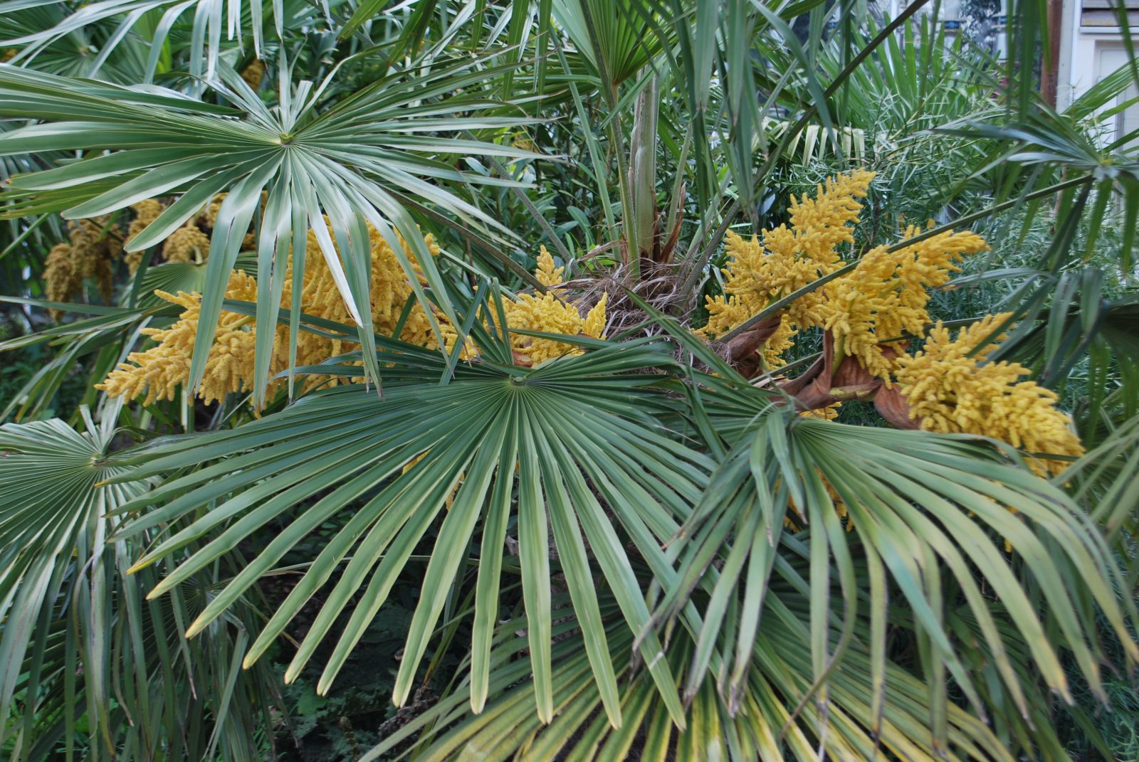 TRACHYCARPUS FORTUNEI